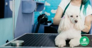 Read more about the article Portable Dog Grooming Table: Convenient Pet Pampering