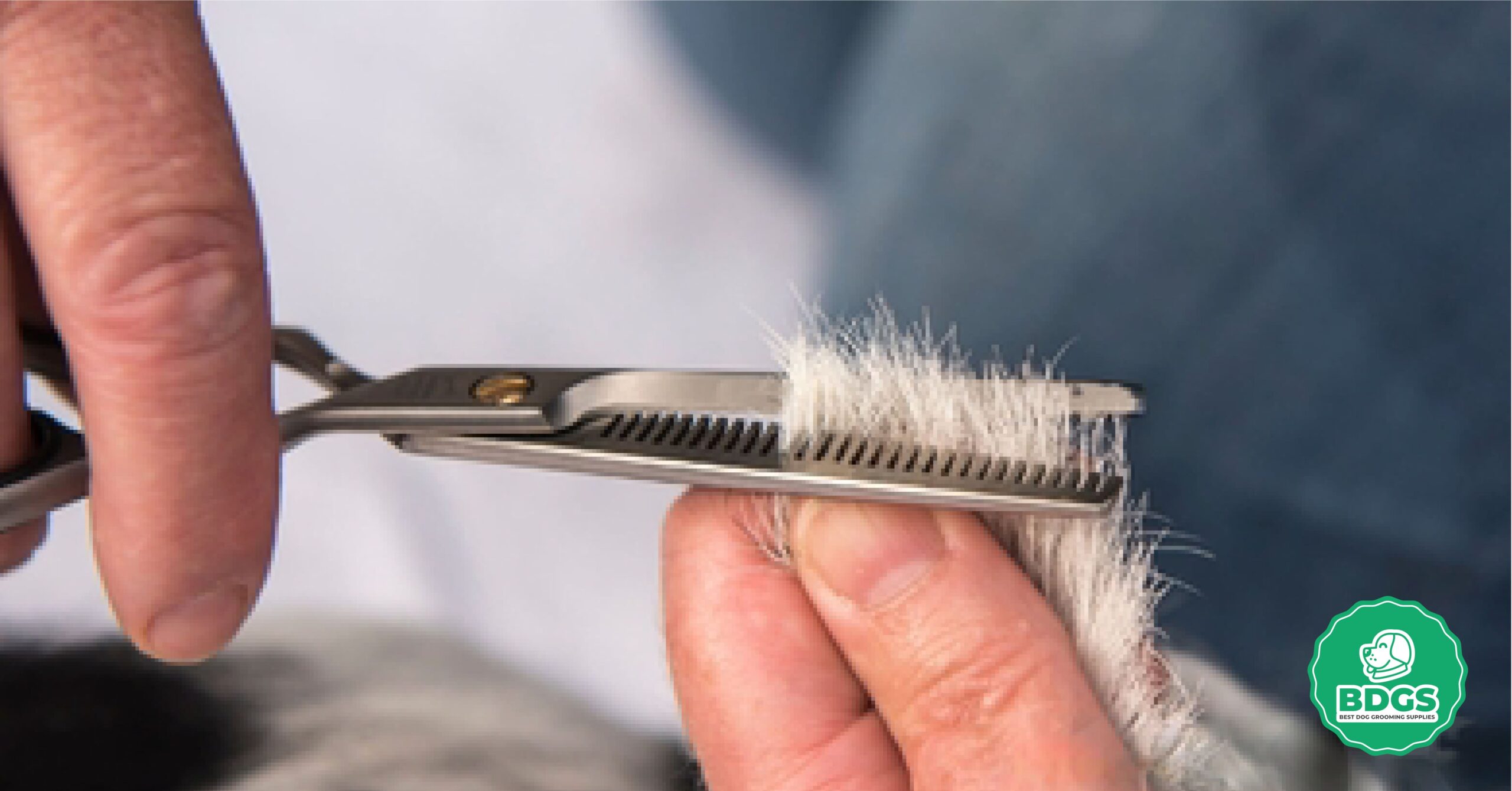 Read more about the article Thinning Shears for Dogs: Professional Pet Hair Styling