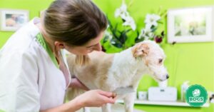 Read more about the article Tick Comb for Dogs: Safeguarding Canine Health