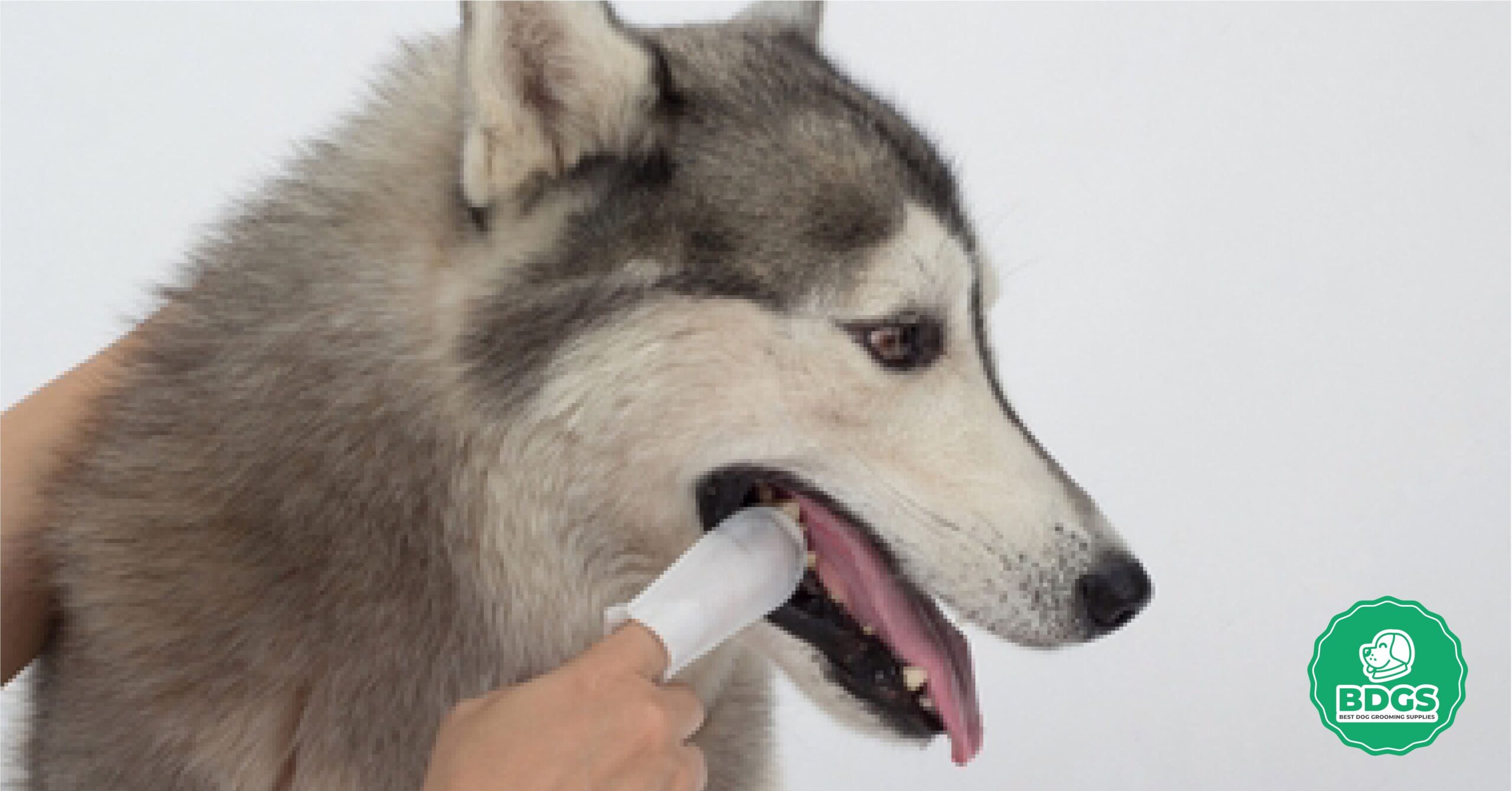 Read more about the article Dental Wipes for Dogs – Essential Oral Hygiene Solution