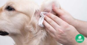 Read more about the article Ear Wipes for Dogs – Gentle Cleansing for Canine Happiness