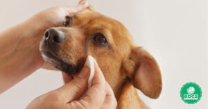 Read more about the article Eye Wipes for Dogs – Essential Eye Care Routine