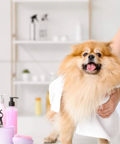 Best Dog Grooming Wipes Top Picks for Clean and Healthy Pets