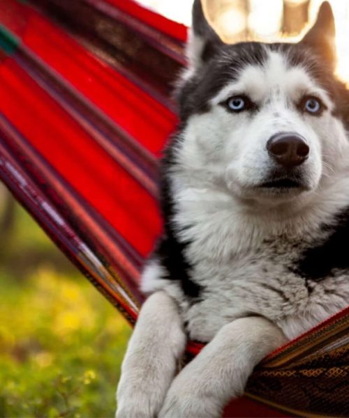 Dog Grooming Hammock Comfortable Solutions