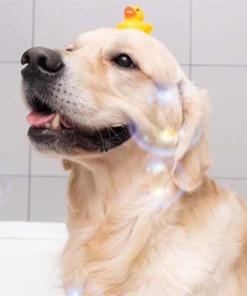 The Complete Guide How to Bathe a Dog